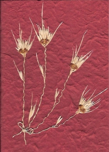 Gedroogd gras, rood