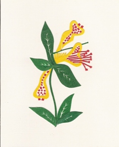 Orchidee