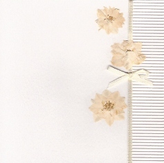 Witte droogbloemen, wit